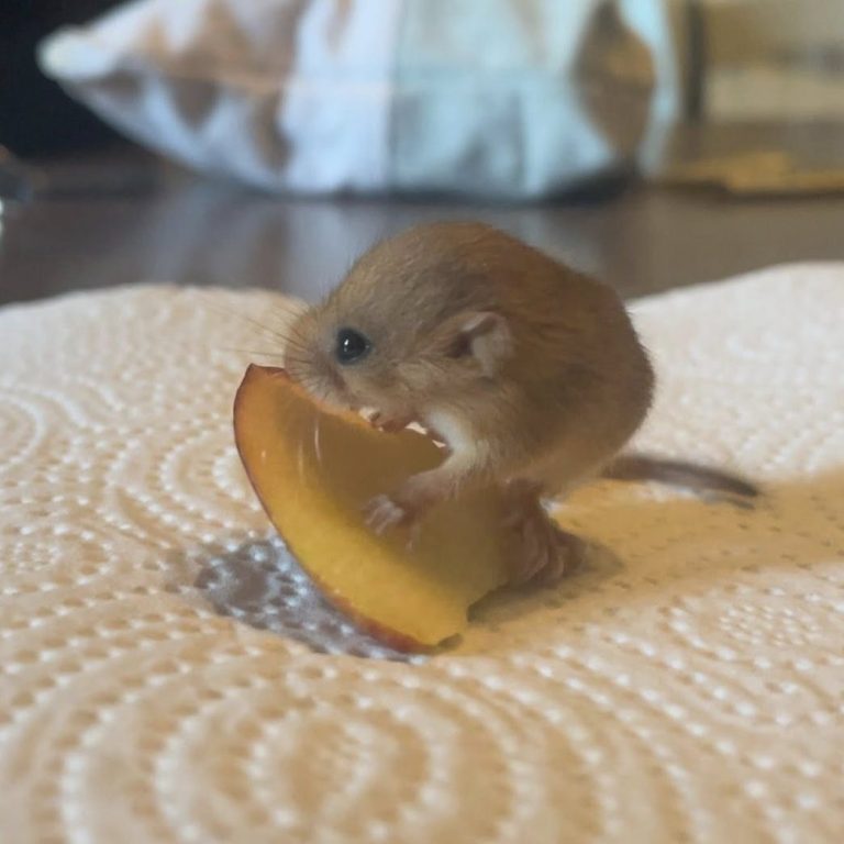 Un piccolo roditore che fa colazione con una pesca da noi fornita.