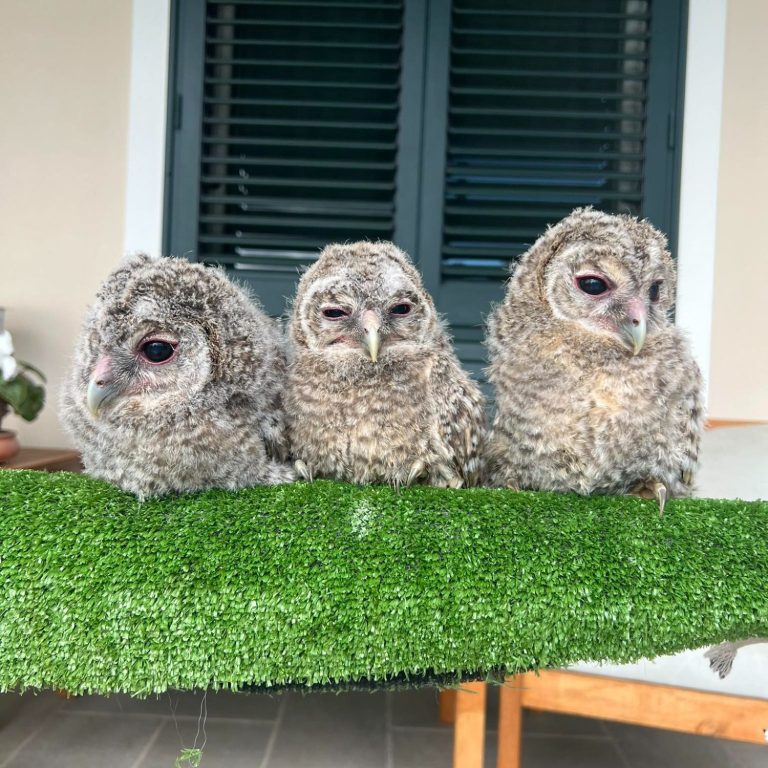 Tre giovani rapaci su un ramo rivestito di erba artificiale in attesa di crescere e tornare liberi.