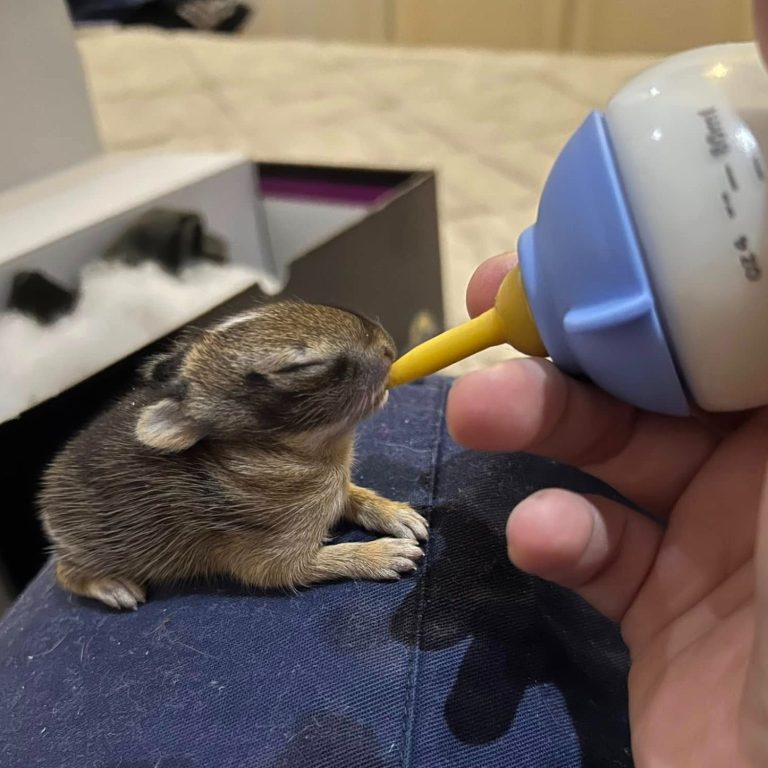 Un coniglietto riceve latte da un biberon di una nostra volontaria