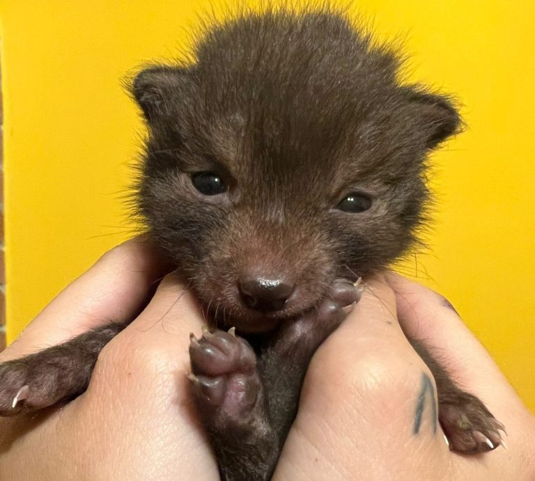 Cucciolo di volpe tenuto tra le mani su uno sfondo giallo. Grazie a alla nostra passione è diventato grande ed è diventato un Principe